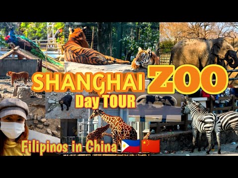 تصویری: شرح و عکس باغ وحش شانگهای - چین: شانگهای