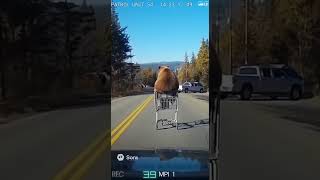 A Bear Just Stole a Shopping Cart!  #ai #funny #comedy