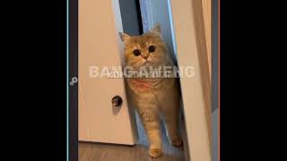 kumpulan video kucing lucu bikin  ketawa ngakak Prat 7