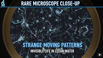 A Rare Microscope Close Up Unveils Strange Moving Patterns Formed by Invisible Life Inside Clean Wat