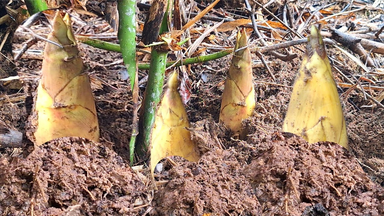 สวยกว่านี้มีอีกใหม ฝ่าสายฝนหาหน่อไม้ คุ้มสุด หน่อสวยงามมาก  13มิ.ย.68