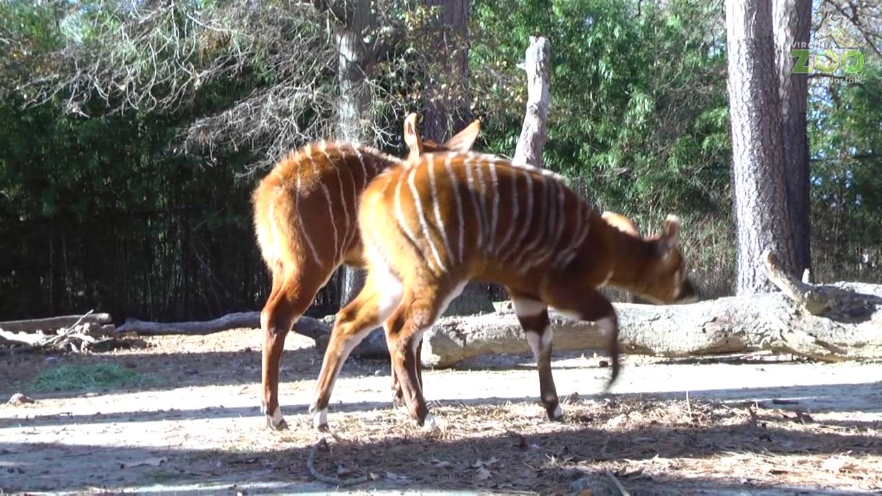 Bouncing Baby Bongos YouTube