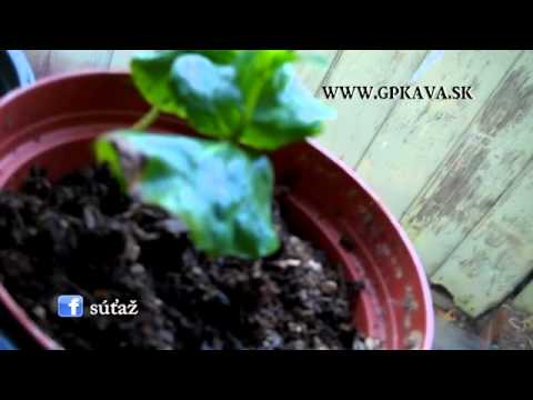 Video: Káva – rastlina doma