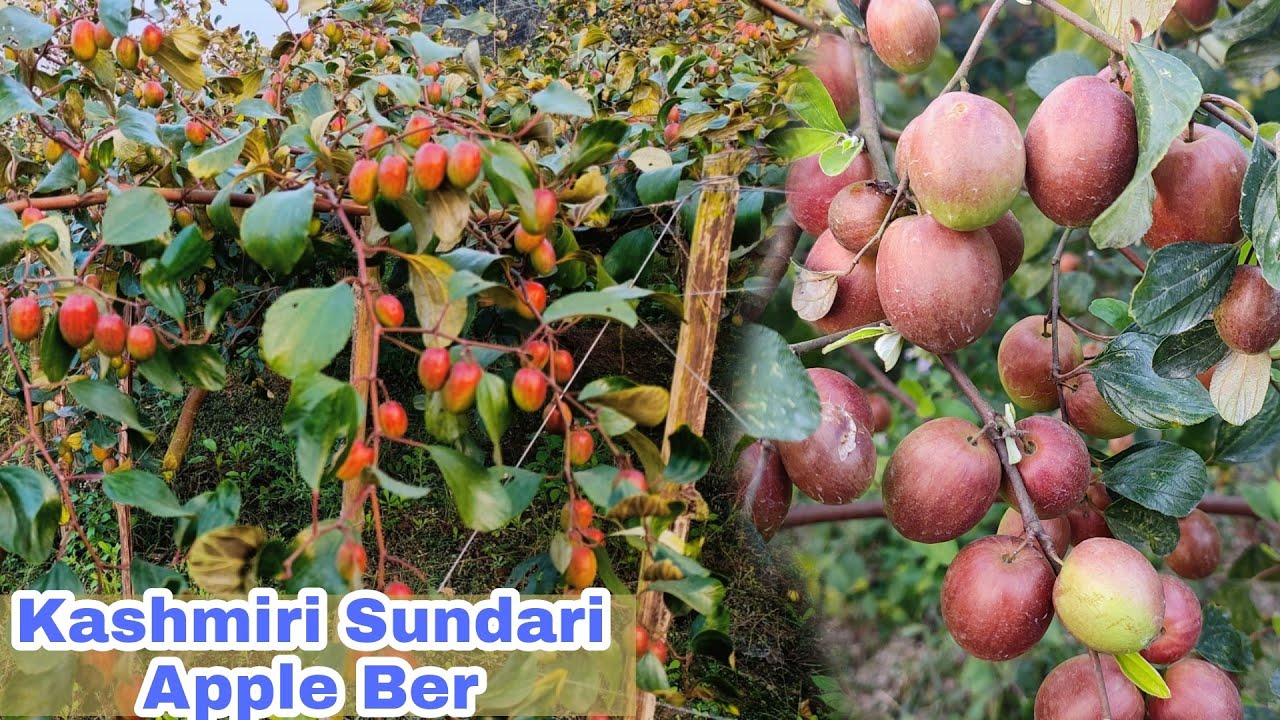 KASHMIRI SUNDARI APPLE BER/APPLE BER KI KHITE/APPLE PLANT IN INDIA