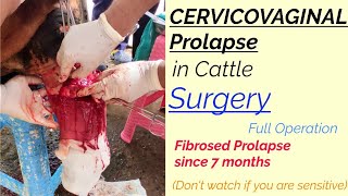 CERVICOVAGINAL PROLAPSE in Cattle | Surgical Removal | full Operation | Fibrosed Prolapse screenshot 4
