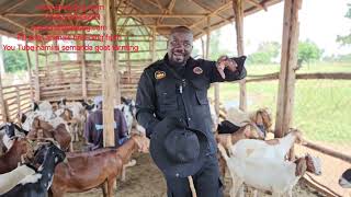 The proper system we have put to accumulate 20,000,000 goats in uganda and east africa