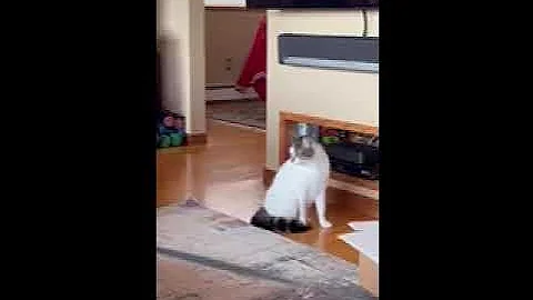 Puppy meets cat!