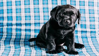 Dog Show M Black Labrador Dog Pasand Aagya😍|| All Breeds K Dogs Or Puppes Mila🐶DOG SHOW🔥 by Dog Show World 21 views 9 months ago 1 minute, 1 second