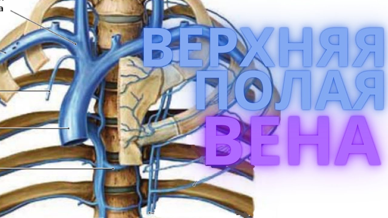 Система верхней полой вены правая половина. Полунепарная Вена анатомия. Синдром верхней полой вены. Ход верхней полой вены.