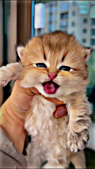 বিড়াল - Cute Cat when Expression is Funny #shortsvideo #shorts