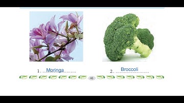 Class 4 PSEB My World (Environmental Studies book)-  Colourful Flowers  Chapter 8