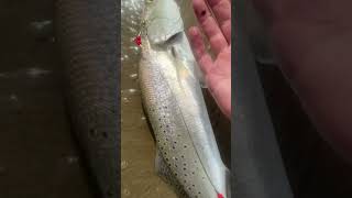 Biggest trout to date #hunting #fishing #fish #trout #outdoors #hunt #outside #family