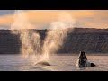 15 Minutes of Relaxing Footage from Planet Earth III | Planet Earth III | BBC Earth