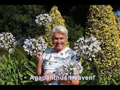 Video: Kas Agapanthus on talvekindel – õppige Agapanthus Lily külmataluvust