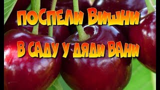 ПОСПЕЛИ ВИШНИ Музыка для настроения Молодежная дискотека Танцевальная музыка ПОСПЕЛИ ВИШНИ Музыка для настроения Молодежная дискотека Танцевальная музыка
