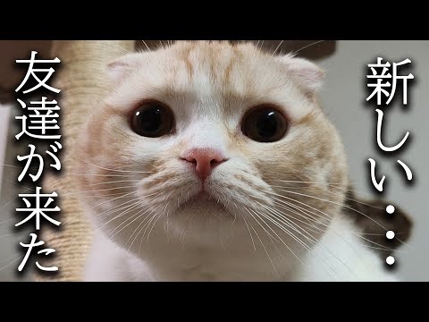 犬と猫に新しい友達を連れてきたらこうなっちゃいました