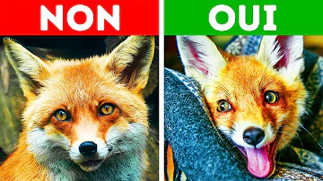 Est Il Possible D Avoir Un Renard Est Il Possible D Avoir Un Renard
