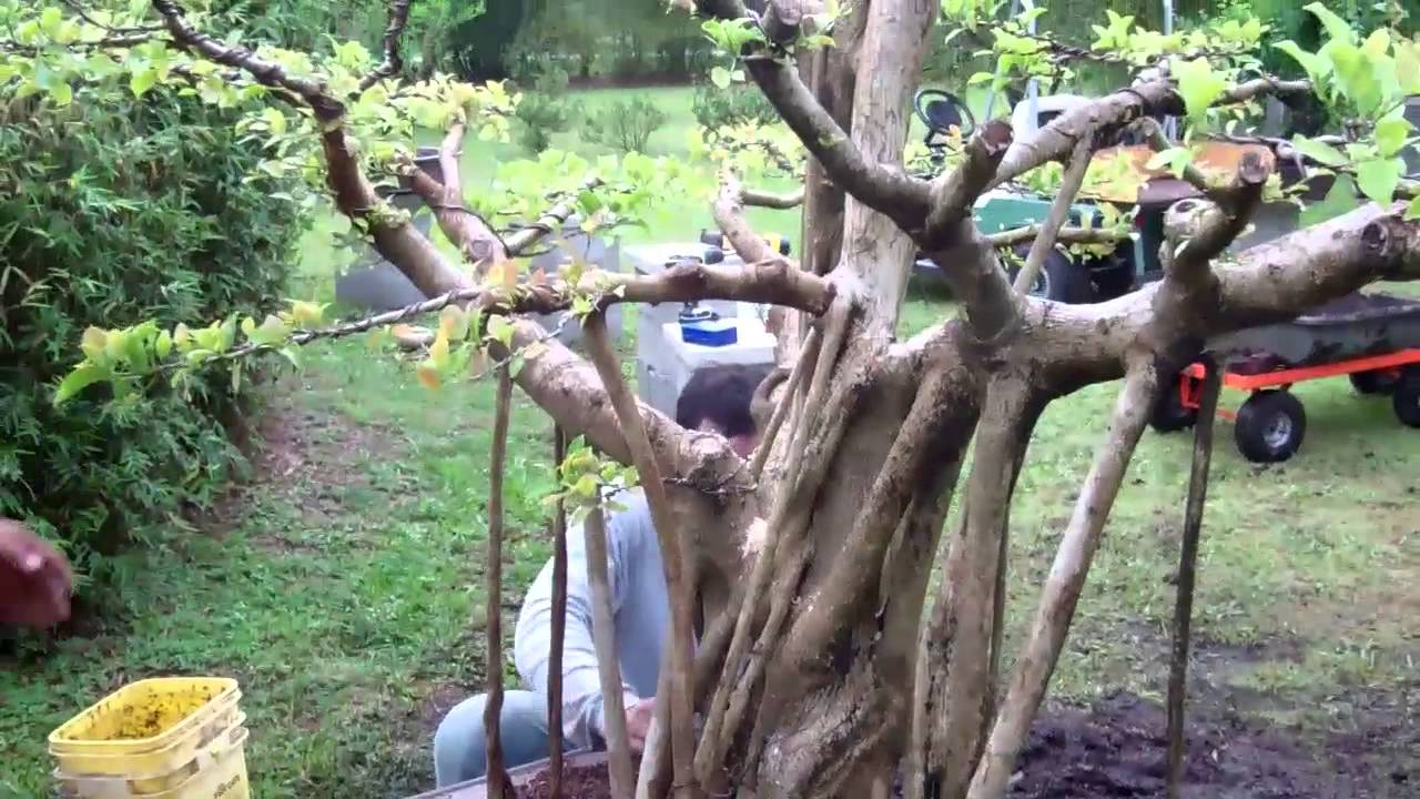 Peg Grafting on Lg Ficus retusa Banyan May 2013 www.wigertsbonsai.com (trimmed-5)