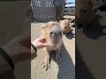 Happy Friday🍺今週もおつカピでした　#capybara #カピバラ