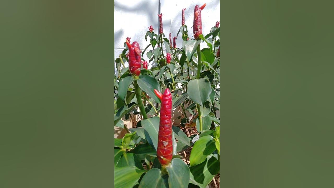 Shampoo Ginger Lily 🌱🥰 🌳 Awapuhi Shampoo Ginger (Zingiber zerumbet