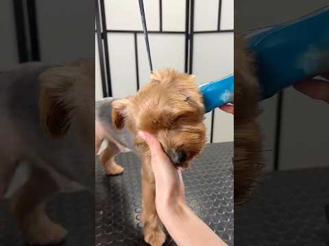 Clipper only haircut!