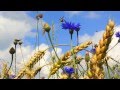 Шикарный кадр  Васильки, колосья, голубое  небо +  оригинальный звук