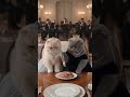Pumpel Und Pedro Heute In Abendkleidung Auf Einem Live Orchester Dinner Cat AI Cute Bewusst Omg
