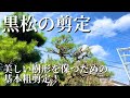 【黒松の剪定 #28】黒松の粗剪定！美しい樹形を保つための基本剪定！