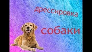 Дрессирую мою собаку