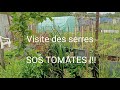 Visite des 3 serres et problme avec une varit de tomates