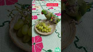 Sweet Moments 🍇 #Parrot #Pets #Nature #shorts #BestVibes
