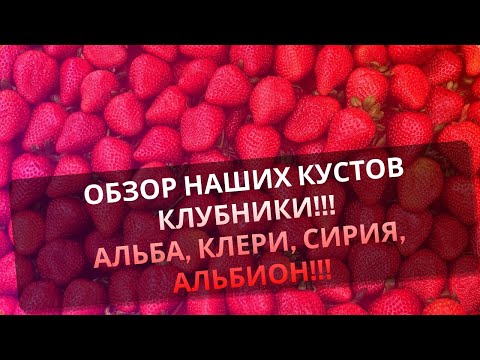 Обзор клубники Клери,