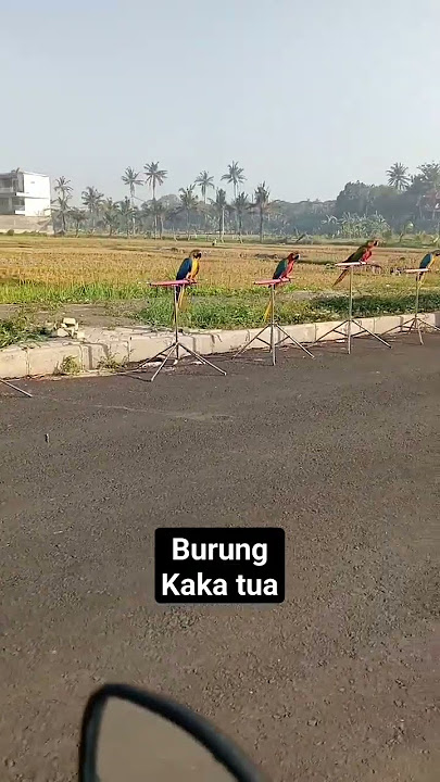 burung kaka tua warna warni #birds #burung #kakatua #shorts #fyp