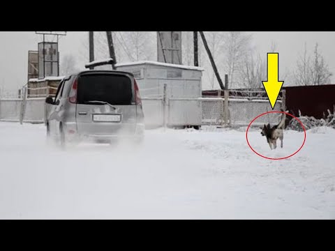 वीडियो: सुबह में एक कुत्ते को भौंकने से कैसे रोकें