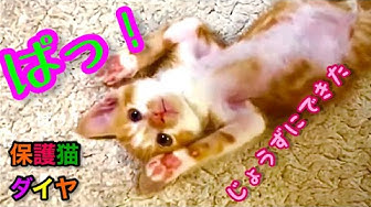 歌う猫 Youtube