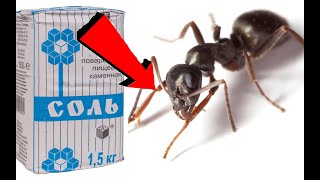Как избавиться от муравьёв и тли за 1 раз!