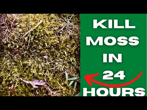 Vídeo: Killing Moss: Como matar musgo em seu gramado e jardim