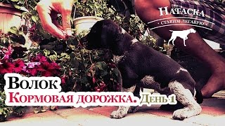 Волок - День 1 (Кормовая дорожка) - Натаска щенка дратхаара Волок - День 1 (Кормовая дорожка) - Натаска щенка дратхаара