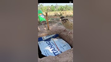 Create Amazing Bird Trap Technique - Quail Trap #creative bird trap #shorts