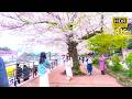 Tokyo Cherry Blossoms 2026 🌸 Sakura Walk in Ueno Park & Chidorigafuchi (4K60 HDR | Immersive Chill)