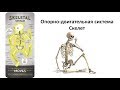 5.2 Опорно двигательная - скелет (8 класс) - биология, подготовка к ЕГЭ и ОГЭ 2019