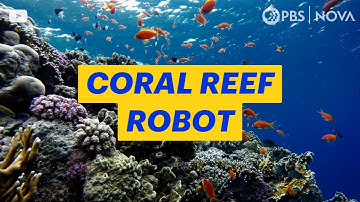 A Robot Made to Find Healthy Coral Reefs | NOVA | PBS