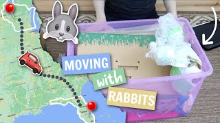 Packing for car travel with rabbits