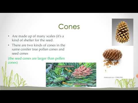 ቪዲዮ: Conifers: የትኞቹ ዛፎች የእነሱ ናቸው? GOST እና እንጨት። ምን ንብረቶች አሏቸው? የእነሱ ልዩነት ከጠንካራ እንጨት