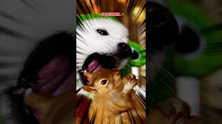 If Dogs Could Talk  #cute #dogsofinstagram #funny #puppy #tiktok (ib:pepelefuqyou)