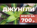 Цветы по уценке. Мои покупки в декабре