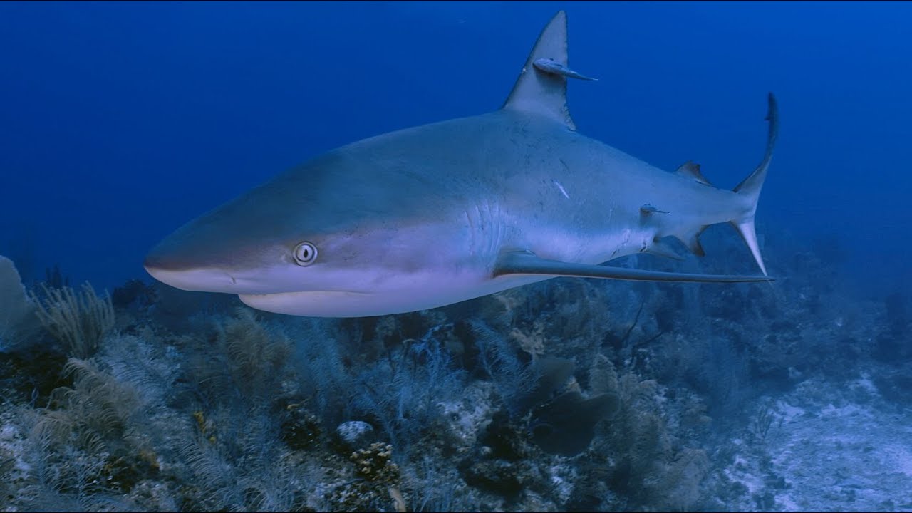 Grand Cayman - East End 2022-09