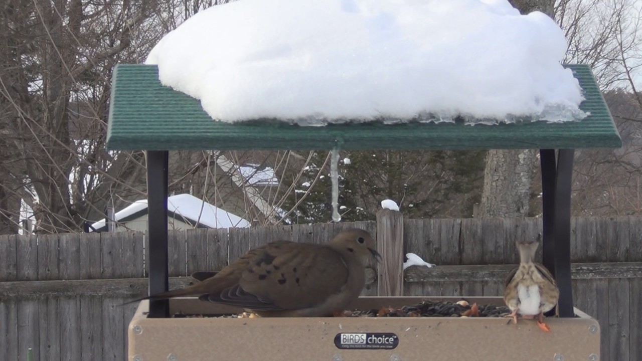 Mourning Dove Hogging The Bird Feeder Youtube