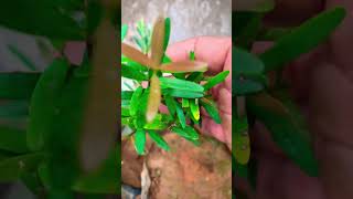 Cây Tùng đá mini sđt 0793215680