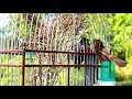 FEMALE FÊMEA BULLFINCH | CURIÓ | PIKOLET ON THE CAGE OF A MALE